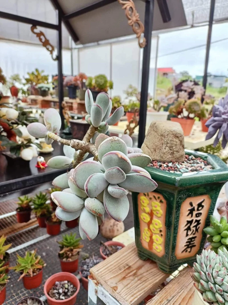 Trang trí không gian sống với sen đá sỏi trang trí