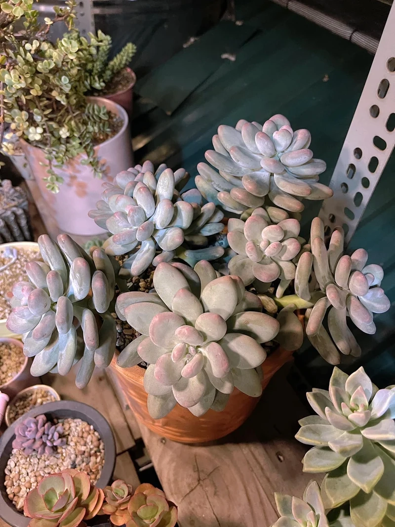 Trồng xinh xắn trên bàn với sen đá sỏi để bàn