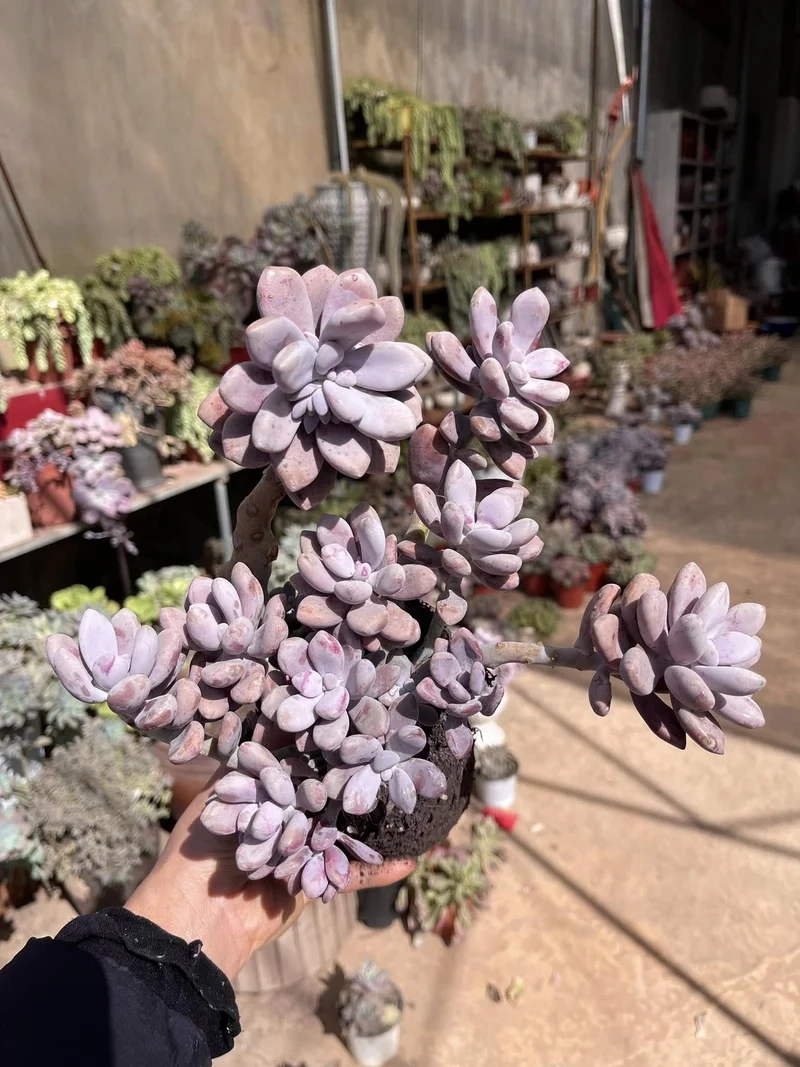 Biến góc nhỏ thành vườn đẹp nhờ sen đá sỏi cảnh