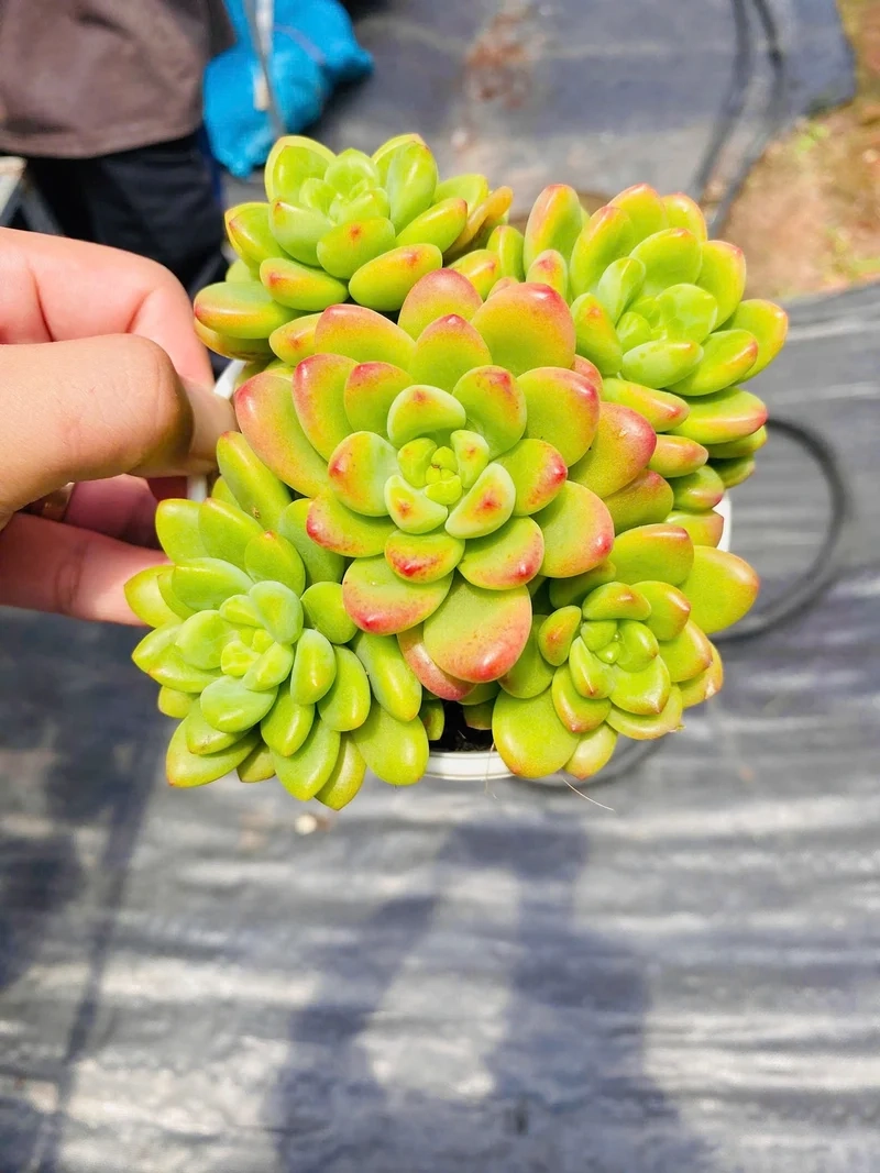 Mang may mắn vào nhà với sen đá sỏi phong thủy