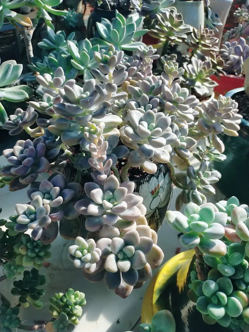 Tặng yêu thương với sen đá sỏi làm quà