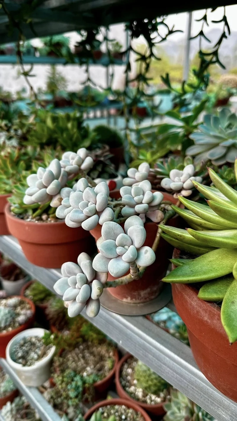 Thêm xanh ngoài trời với sen đá sỏi ngoài trời