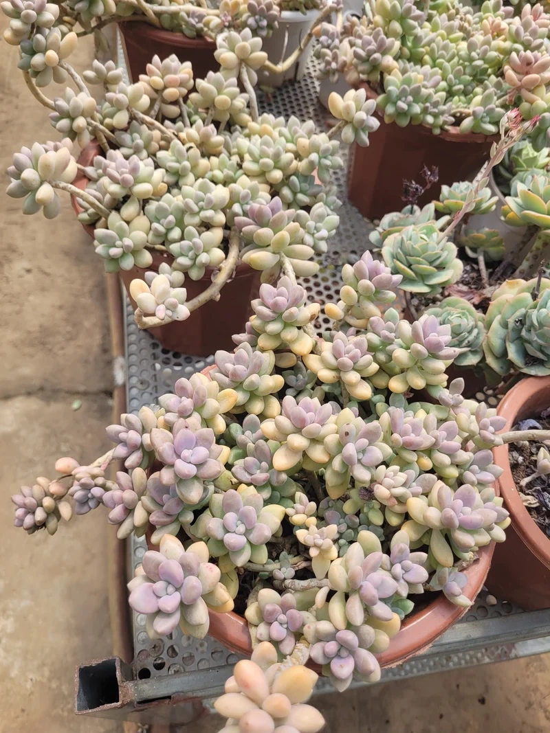 Lưu lại sen đá sỏi pinterest cho bộ sưu tập