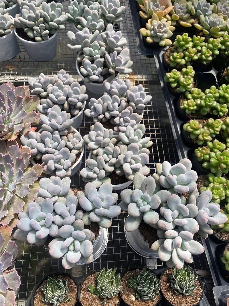 Sen đá sỏi là gì và điểm đặc biệt khó tin