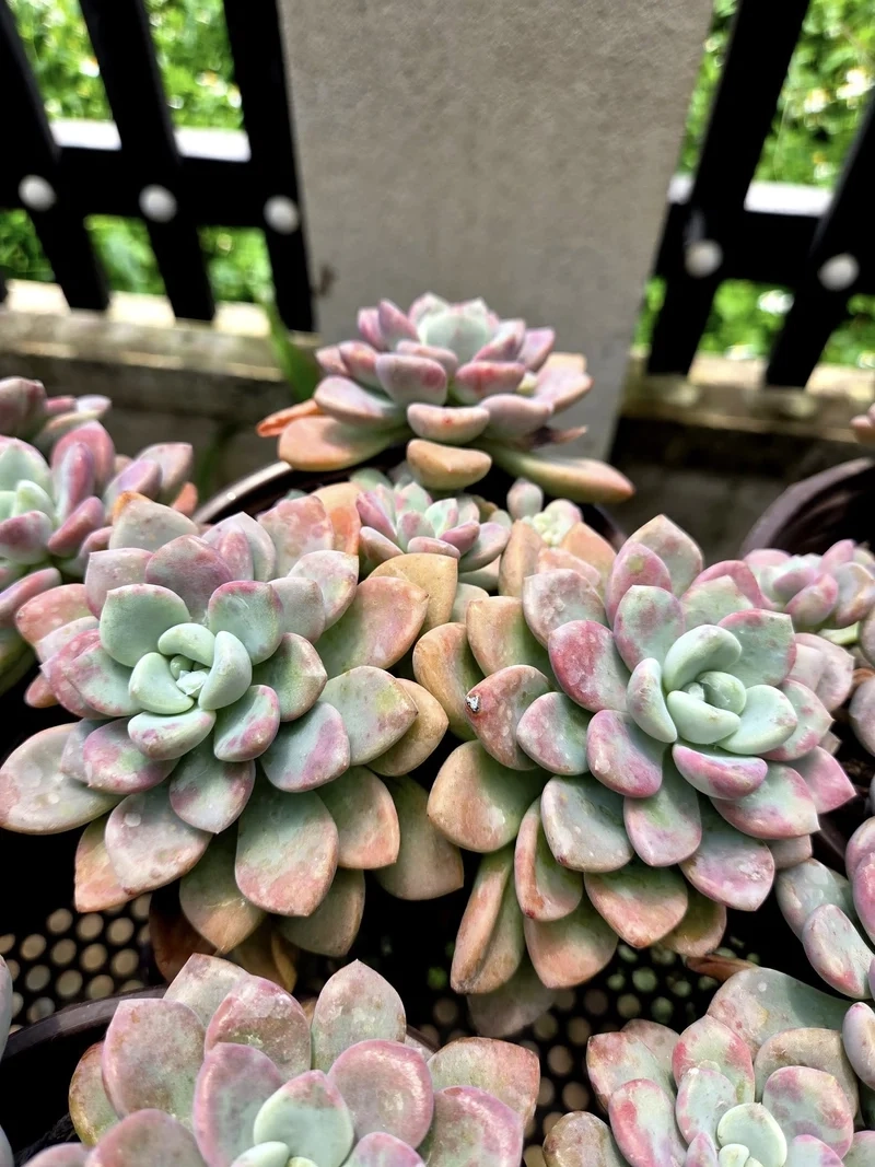 Tải về sen đá sỏi hd sắc nét tuyệt vời