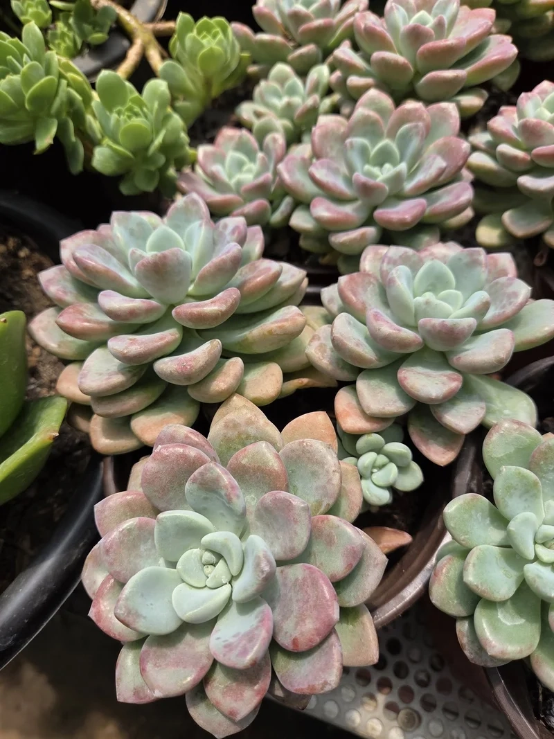 Ngắm chi tiết sen đá sỏi 4k sống động