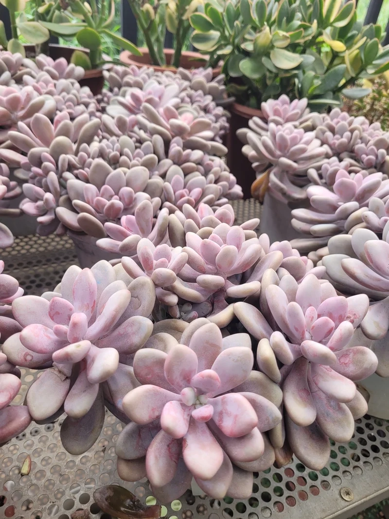 Sống khỏe và bền lâu nhờ sen đá Sỏi sống khỏe