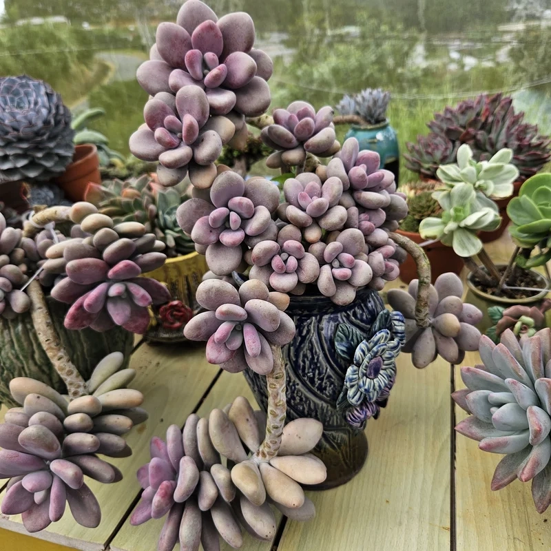 Tự nhiên rực rỡ với sen đá sỏi đẹp tự nhiên