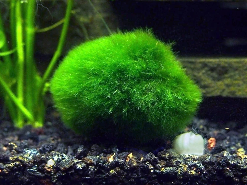 Marimo moss ball nhỏ xinh mang nét thiên nhiên