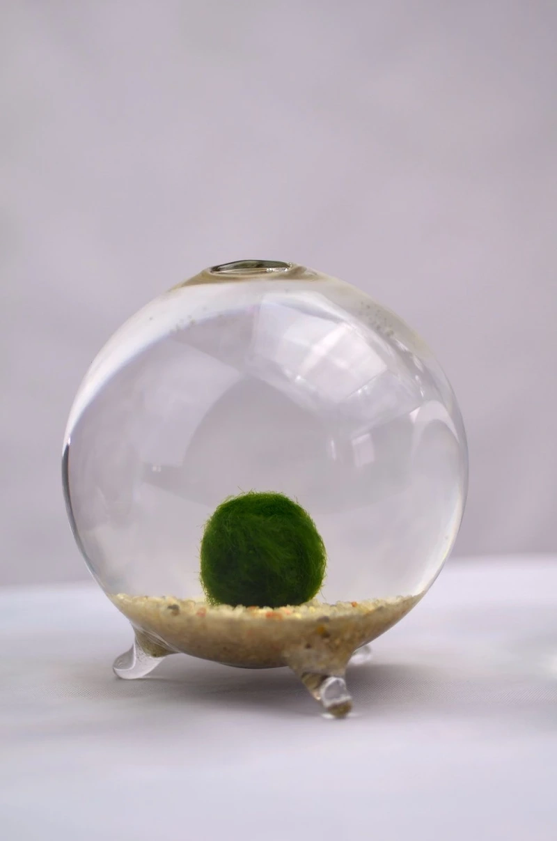 Tảo marimo để bàn tạo cảm giác thư giãn