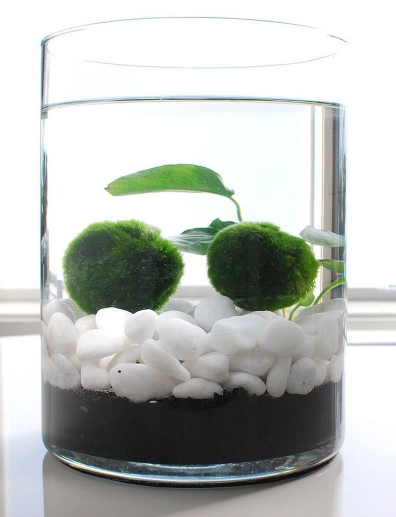 Tảo marimo để bàn làm việc giúp giảm căng thẳng