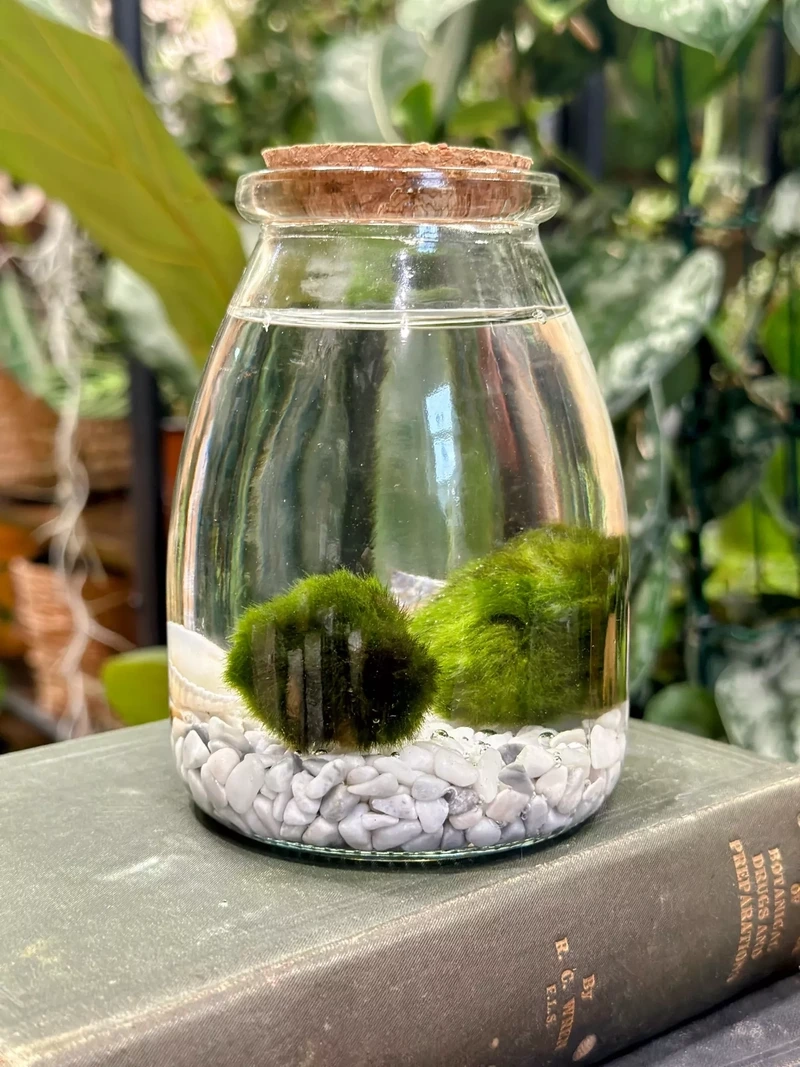 Tảo cầu trong nước xanh mát tự nhiên