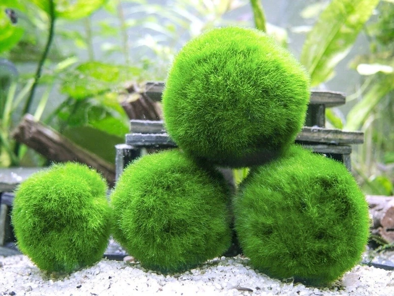 Tảo marimo sống bền bỉ theo thời gian
