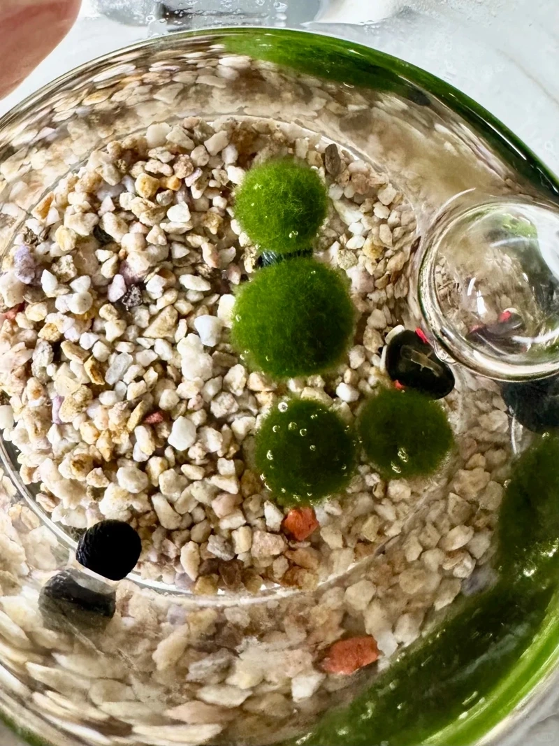 Tảo marimo thủy sinh độc đáo và dễ chăm