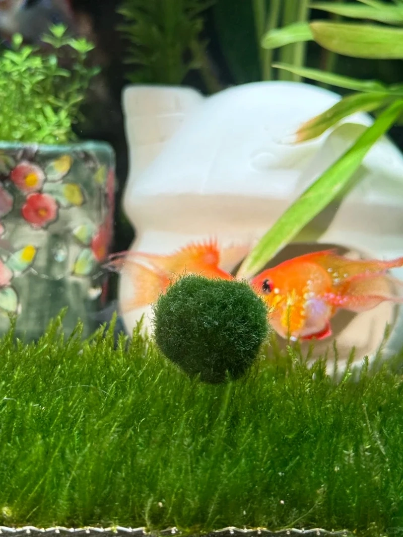 Tảo marimo quà tặng ý nghĩa và khác biệt