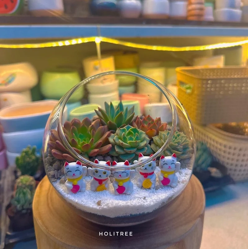 Kết hợp sen đá và xương rồng qua terrarium sen đá xương rồng