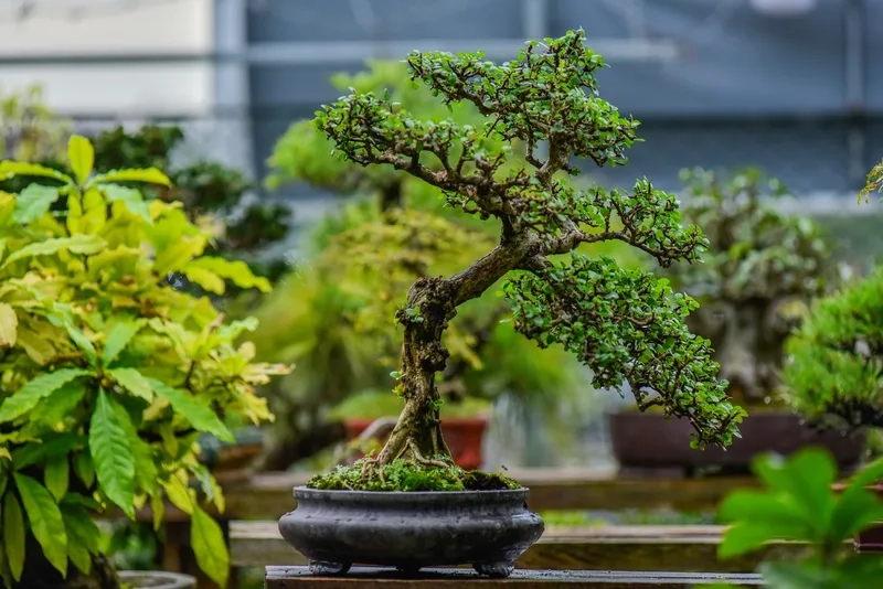 Tìm hiểu ý nghĩa các thế cây bonsai