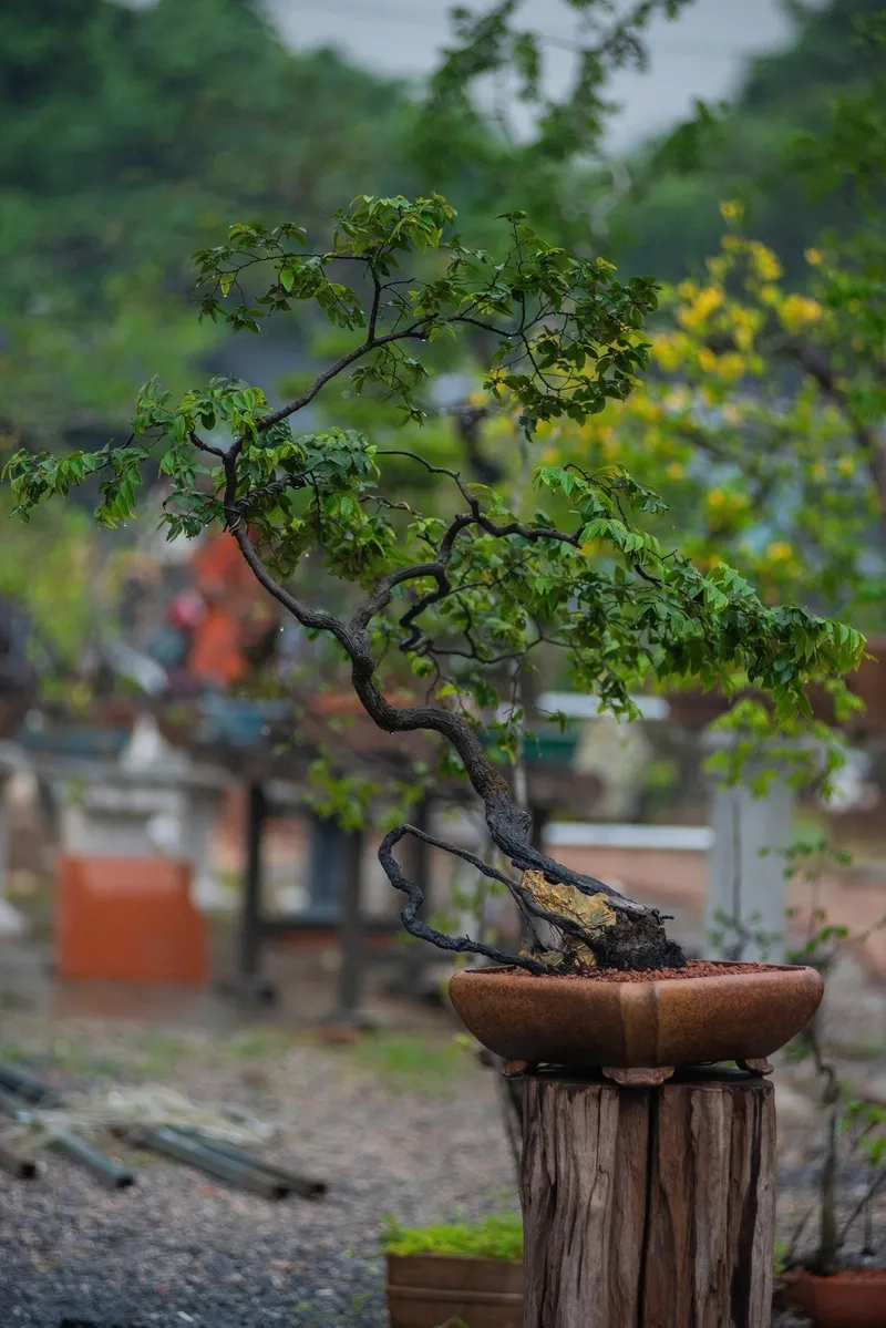 Cảnh tiên trong thế bồng lai đẹp