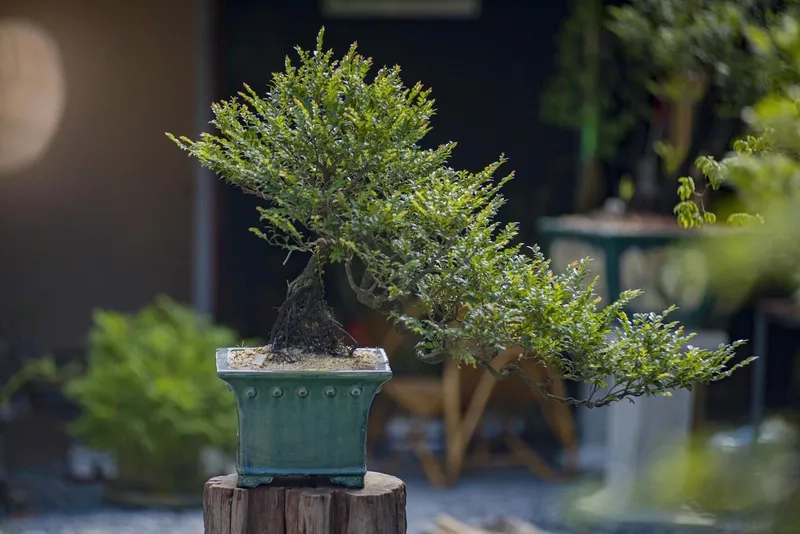 Các quy tắc tạo thế bonsai chuẩn