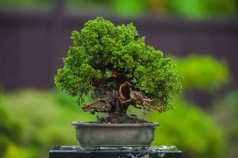 Đỉnh cao nghệ thuật tạo thế bonsai
