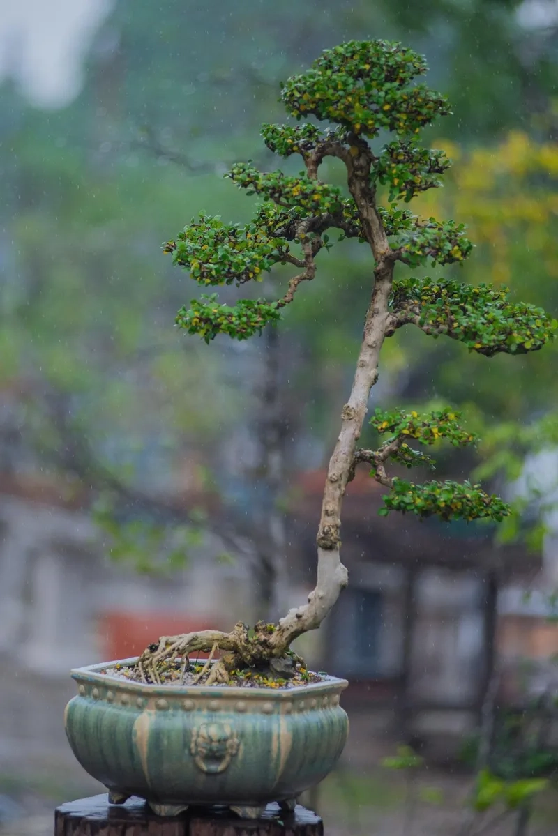 Đường nét thế bạt phong hồi đầu