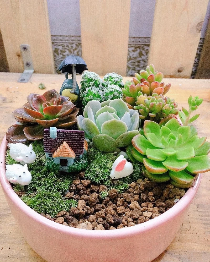 Chiêm ngưỡng ảnh tiểu cảnh sen đá sống động tuyệt đẹp