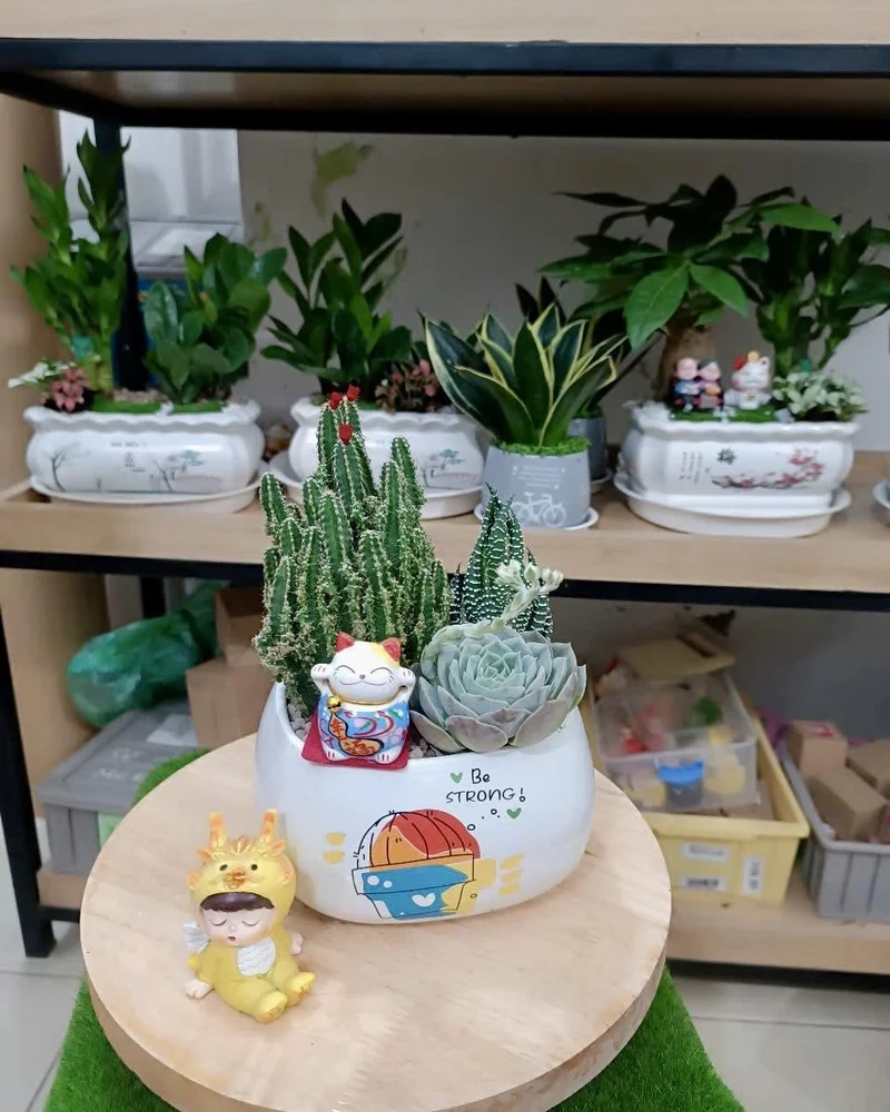 Chăm sóc dễ dàng nhờ tiểu cảnh sen đá dễ chăm