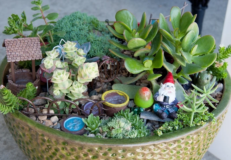 Chụp hình cực chất nhờ tiểu cảnh sen đá chụp ảnh