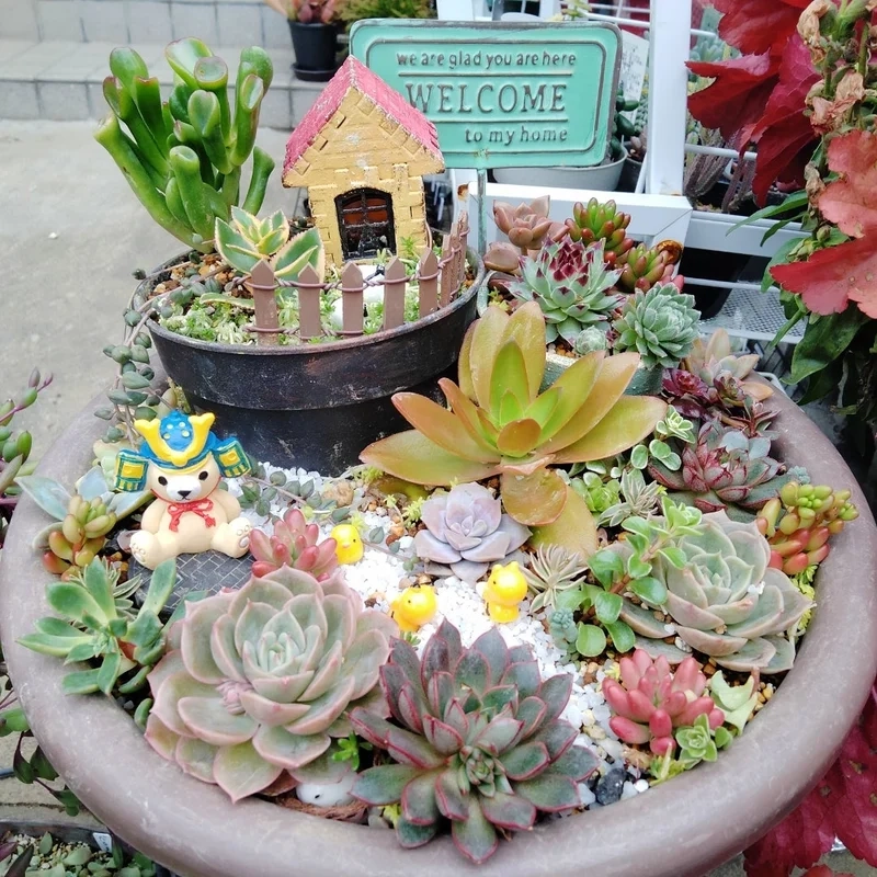 Chia sẻ ngay trên mạng xã hội với tiểu cảnh sen đá instagram