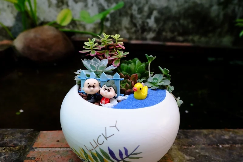 Sáng tạo thủ công với tiểu cảnh sen đá handmade