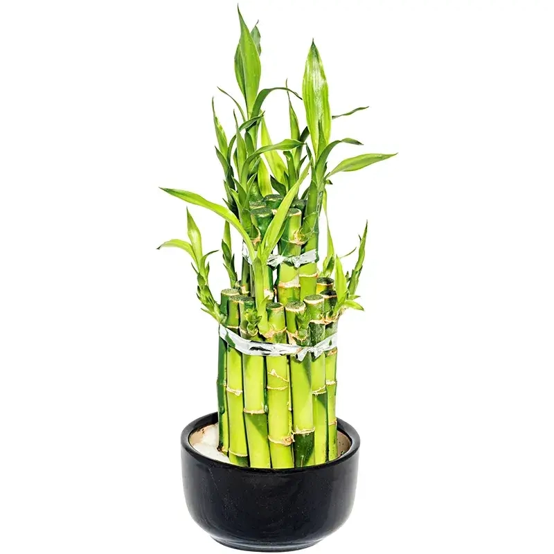 Trồng Cây Trúc Phú Quý thủy sinh tạo không gian hiện đại và xanh mát