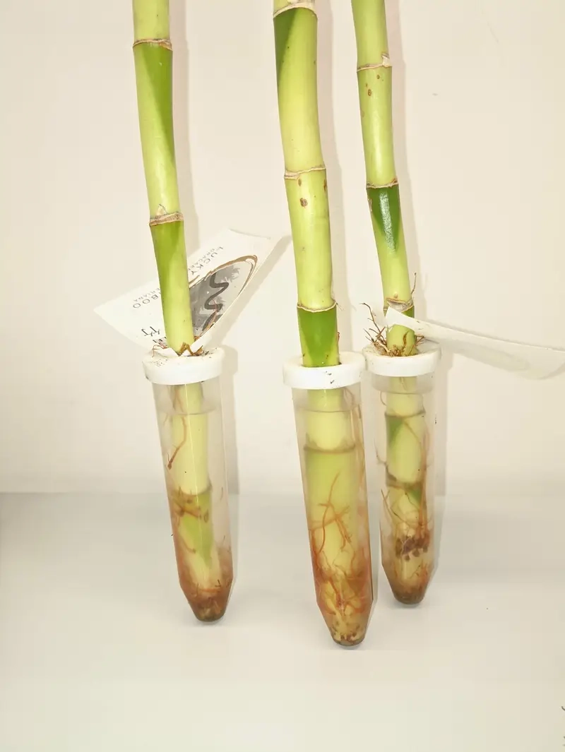 Trúc Phú Quý trồng trong nước giúp thanh lọc không khí hiệu quả