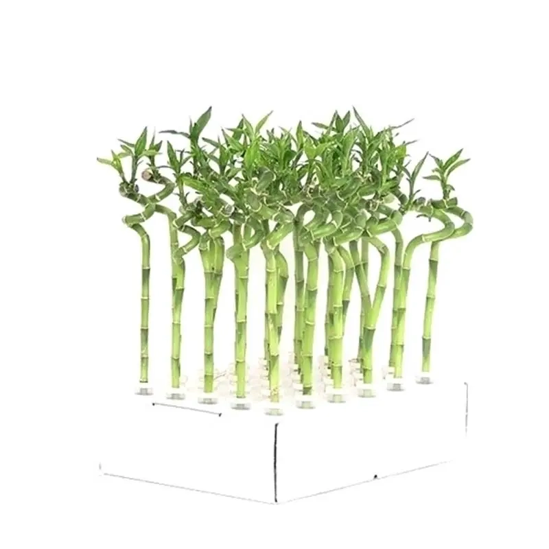 Hiểu rõ Ý Nghĩa Cây Trúc Phú Quý mang đến tài lộc và bình an