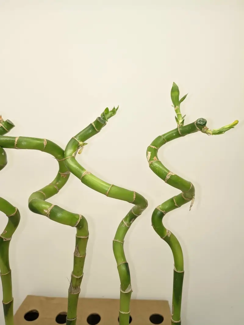 Chiêm ngưỡng Trúc Phú Quý đẹp làm nổi bật không gian sống