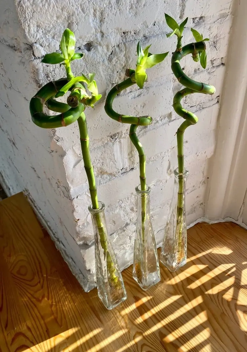 Cây Trúc Phú Quý tài lộc thu hút vận may cho gia đình bạn