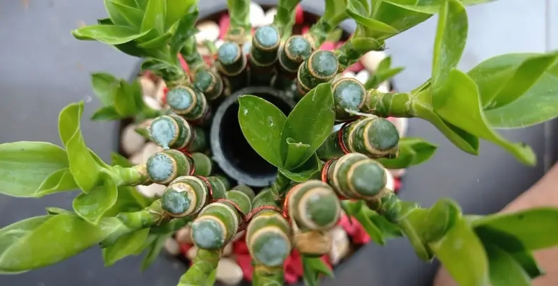 Trúc Phú Quý trồng ngoài trời mang không gian xanh và sinh khí tươi mới