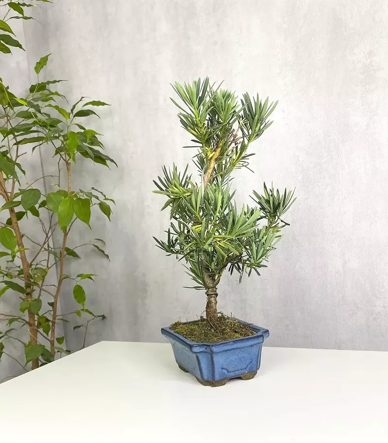 Lá của tùng la hán lá nhỏ đẹp