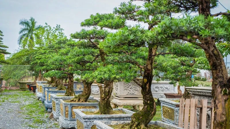 Mua tùng la hán giá rẻ uy tín