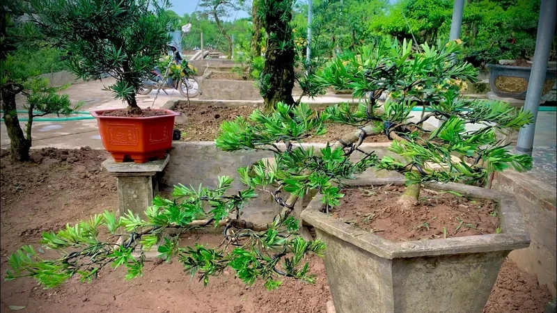 Ý nghĩa tùng la hán phong thủy