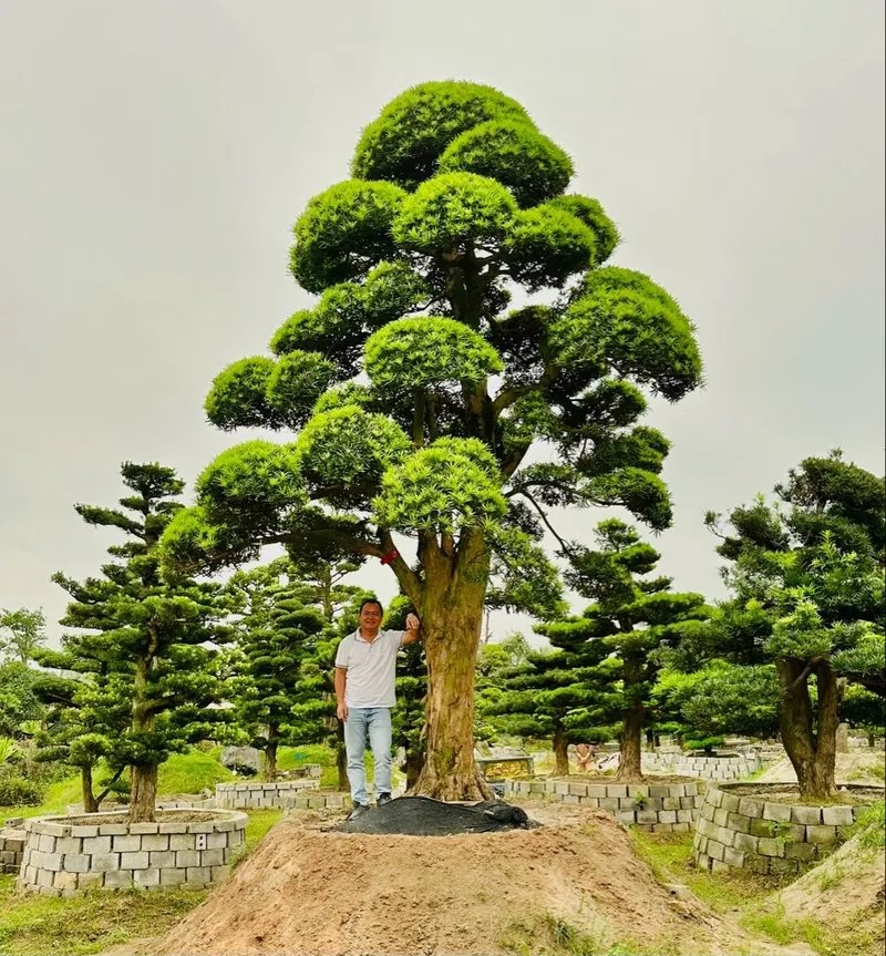 Mẫu thiết kế sân vườn tùng la hán