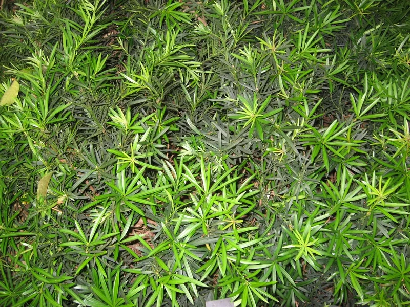 Cây tùng la hán kim cương xịn