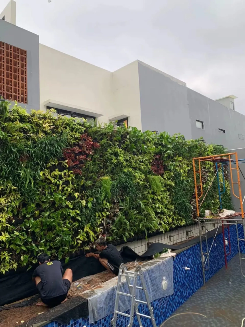 Lựa chọn các loại cây phù hợp vườn đứng chịu bóng râm tốt