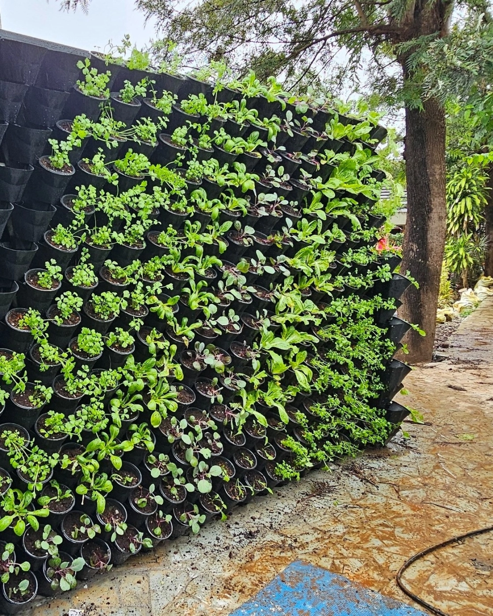 Mô hình vườn đứng tại nhà cho người yêu thiên nhiên