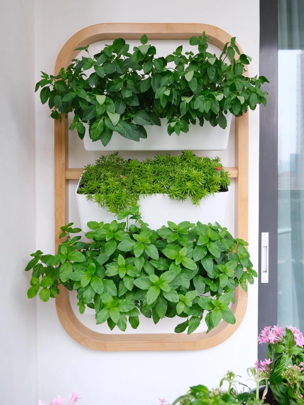 Hệ thống vườn đứng thủy canh giúp cây phát triển sạch sẽ