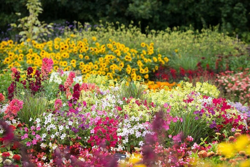 Cảnh đẹp vườn hoa rực rỡ giữa không gian xanh