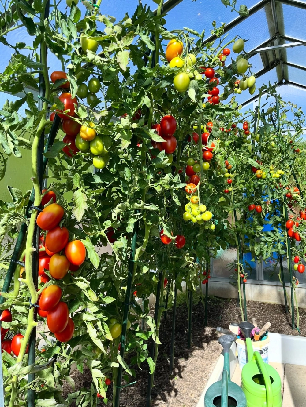 Vườn rau sạch ốp tường trang trí cho không gian nhà phố