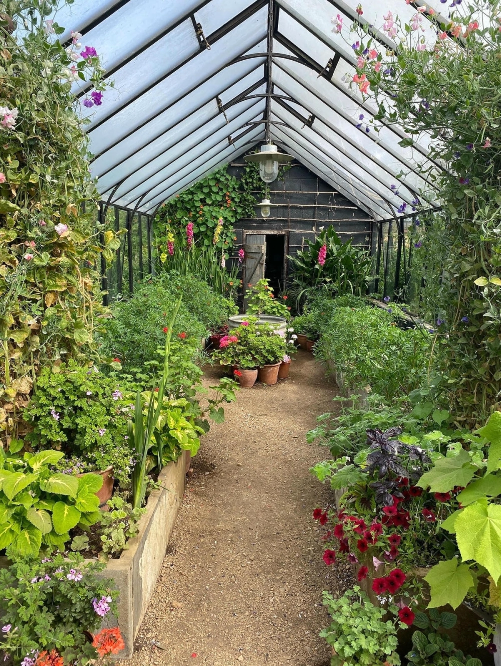 Các loại rau dễ trồng tại nhà như cải ngọt và rau muống