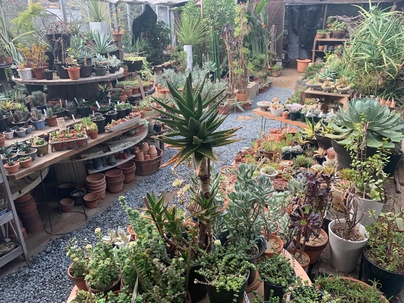 Thỏa thích khám phá ảnh vườn sen đá cực xinh