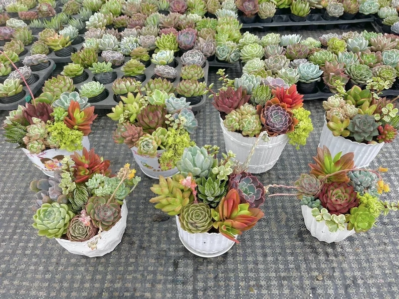 Thêm màu sắc cho sân vườn với vườn sen đá ngoài trời