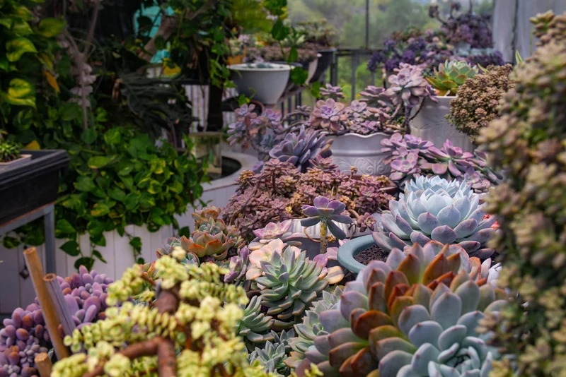 Tạo điểm nhấn xanh mát nhờ vườn sen đá cảnh